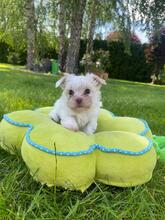 APOLLO, Hund, Biewer Yorkshire Terrier in Darmstadt - Bild 2