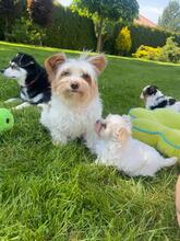 APOLLO, Hund, Biewer Yorkshire Terrier in Darmstadt - Bild 3