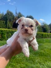 APOLLO, Hund, Biewer Yorkshire Terrier in Darmstadt - Bild 5