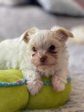 APOLLO, Hund, Biewer Yorkshire Terrier in Darmstadt - Bild 6