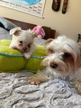 APOLLO, Hund, Biewer Yorkshire Terrier in Darmstadt - Bild 7