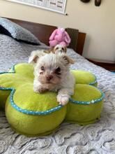 APOLLO, Hund, Biewer Yorkshire Terrier in Darmstadt - Bild 8