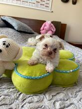 APOLLO, Hund, Biewer Yorkshire Terrier in Darmstadt - Bild 9