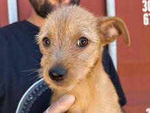 CHUPITO, Hund, Mischlingshund in Italien - Bild 1