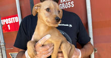 CHUPITO, Hund, Mischlingshund in Italien - Bild 2