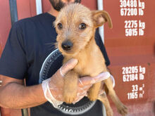 CHUPITO, Hund, Mischlingshund in Italien - Bild 3