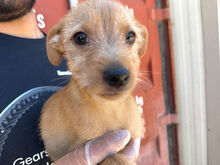 CHUPITO, Hund, Mischlingshund in Italien - Bild 4