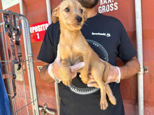 CHUPITO, Hund, Mischlingshund in Italien - Bild 5