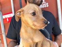 CHUPITO, Hund, Mischlingshund in Italien - Bild 6