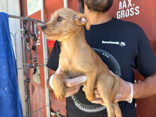 CHUPITO, Hund, Mischlingshund in Italien - Bild 7