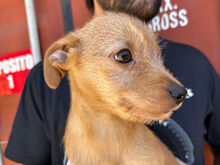 CHUPITO, Hund, Mischlingshund in Italien - Bild 8