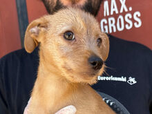 CHUPITO, Hund, Mischlingshund in Italien - Bild 9