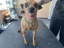 PITYPANG, Hund, Chihuahua in Ungarn - Bild 1