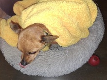 PITYPANG, Hund, Chihuahua in Ungarn - Bild 10