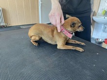 PITYPANG, Hund, Chihuahua in Ungarn - Bild 2