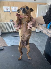 PITYPANG, Hund, Chihuahua in Ungarn - Bild 3