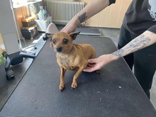 PITYPANG, Hund, Chihuahua in Ungarn - Bild 4