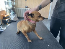 PITYPANG, Hund, Chihuahua in Ungarn - Bild 5
