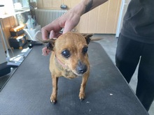 PITYPANG, Hund, Chihuahua in Ungarn - Bild 6
