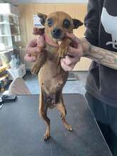 PITYPANG, Hund, Chihuahua in Ungarn - Bild 7