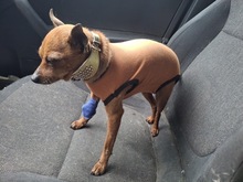 PITYPANG, Hund, Chihuahua in Ungarn - Bild 8