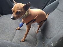 PITYPANG, Hund, Chihuahua in Ungarn - Bild 9