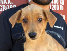 CANDELA, Hund, Mischlingshund in Italien - Bild 1