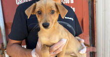 CANDELA, Hund, Mischlingshund in Italien - Bild 2