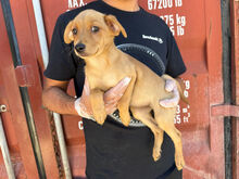 CANDELA, Hund, Mischlingshund in Italien - Bild 3