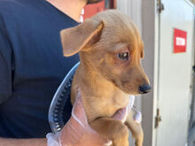 CANDELA, Hund, Mischlingshund in Italien - Bild 5