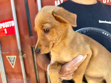 CANDELA, Hund, Mischlingshund in Italien - Bild 6