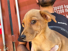 CANDELA, Hund, Mischlingshund in Italien - Bild 7