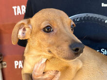 CARMEN, Hund, Mischlingshund in Italien - Bild 1