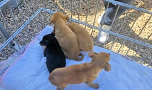 CARMEN, Hund, Mischlingshund in Italien - Bild 10
