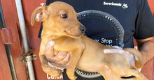 CARMEN, Hund, Mischlingshund in Italien - Bild 2
