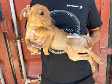 CARMEN, Hund, Mischlingshund in Italien - Bild 3