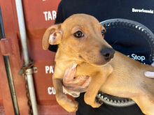 CARMEN, Hund, Mischlingshund in Italien - Bild 4