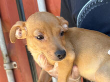 CARMEN, Hund, Mischlingshund in Italien - Bild 5