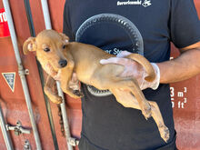 CARMEN, Hund, Mischlingshund in Italien - Bild 6