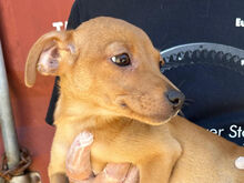 CARMEN, Hund, Mischlingshund in Italien - Bild 7