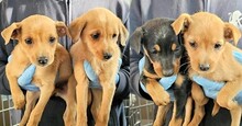 CARMEN, Hund, Mischlingshund in Italien - Bild 8