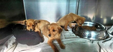 CARMEN, Hund, Mischlingshund in Italien - Bild 9
