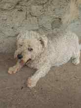 ERWIN, Hund, Mischlingshund in Rumänien - Bild 3