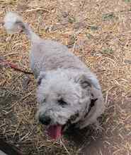 ERWIN, Hund, Mischlingshund in Rumänien - Bild 4