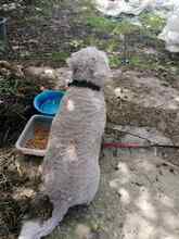 ERWIN, Hund, Mischlingshund in Rumänien - Bild 5