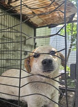 FRITZI, Hund, Mischlingshund in Rumänien - Bild 1