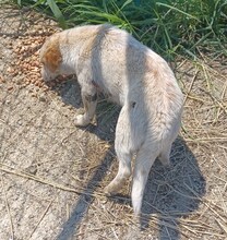 FRITZI, Hund, Mischlingshund in Rumänien - Bild 2