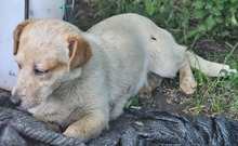 FRITZI, Hund, Mischlingshund in Rumänien - Bild 3