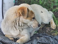 FRITZI, Hund, Mischlingshund in Rumänien - Bild 4