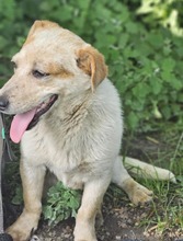 FRITZI, Hund, Mischlingshund in Rumänien - Bild 5